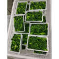 Frozen Rape Flower IQF Bqf Vegetable